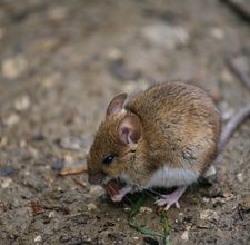How To Get Rid Of Mice In Walls
